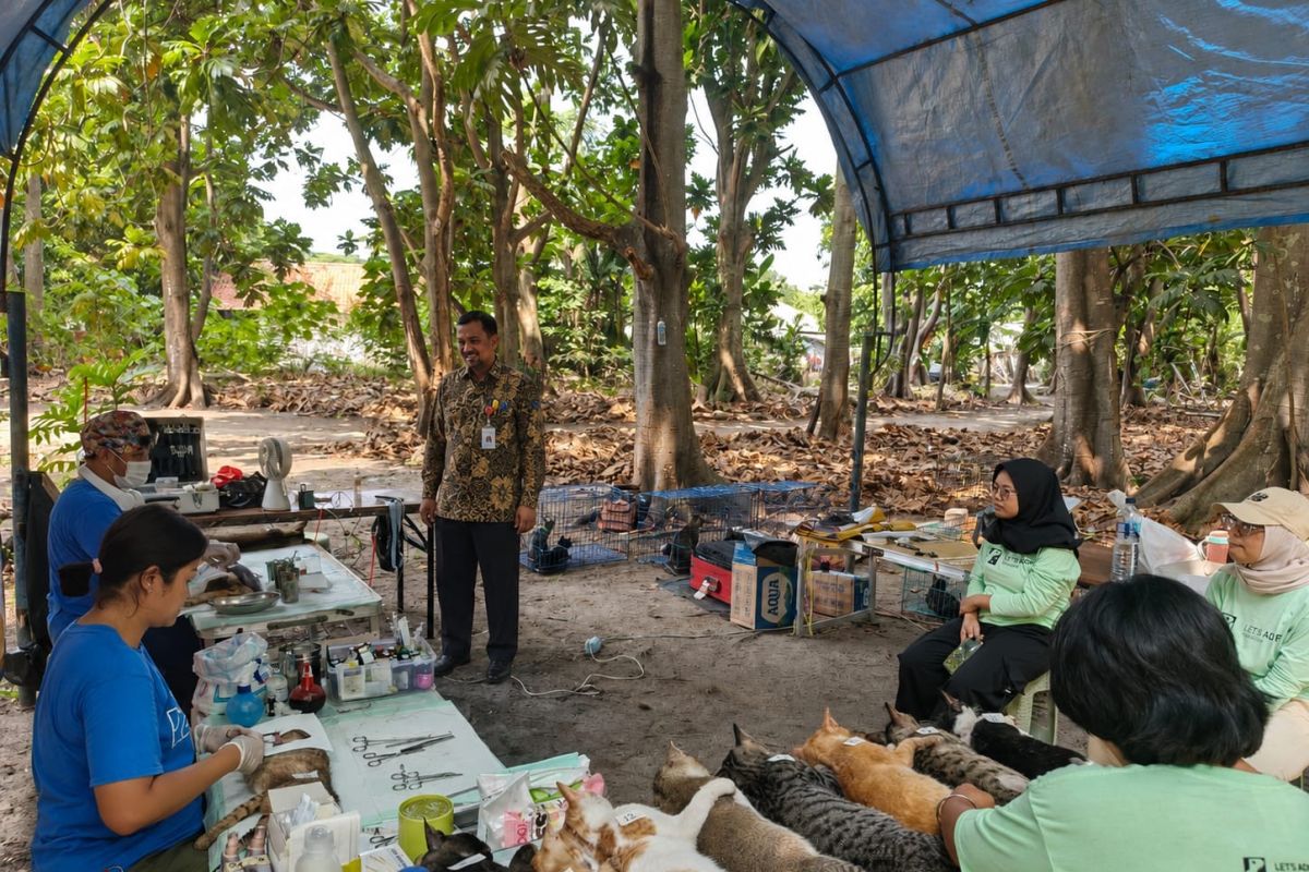 Seribu Islands controls cat population through sterilisation programme