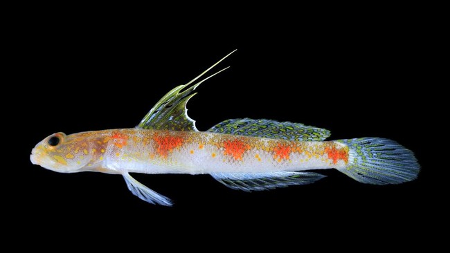 BRIN Researchers Discover New Shrimp Goby Species in East Java Waters