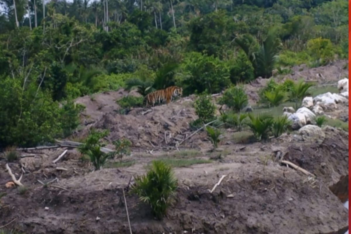 Riau Conservation Agency Monitors Sumatran Tiger Presence in Indragiri Hilir