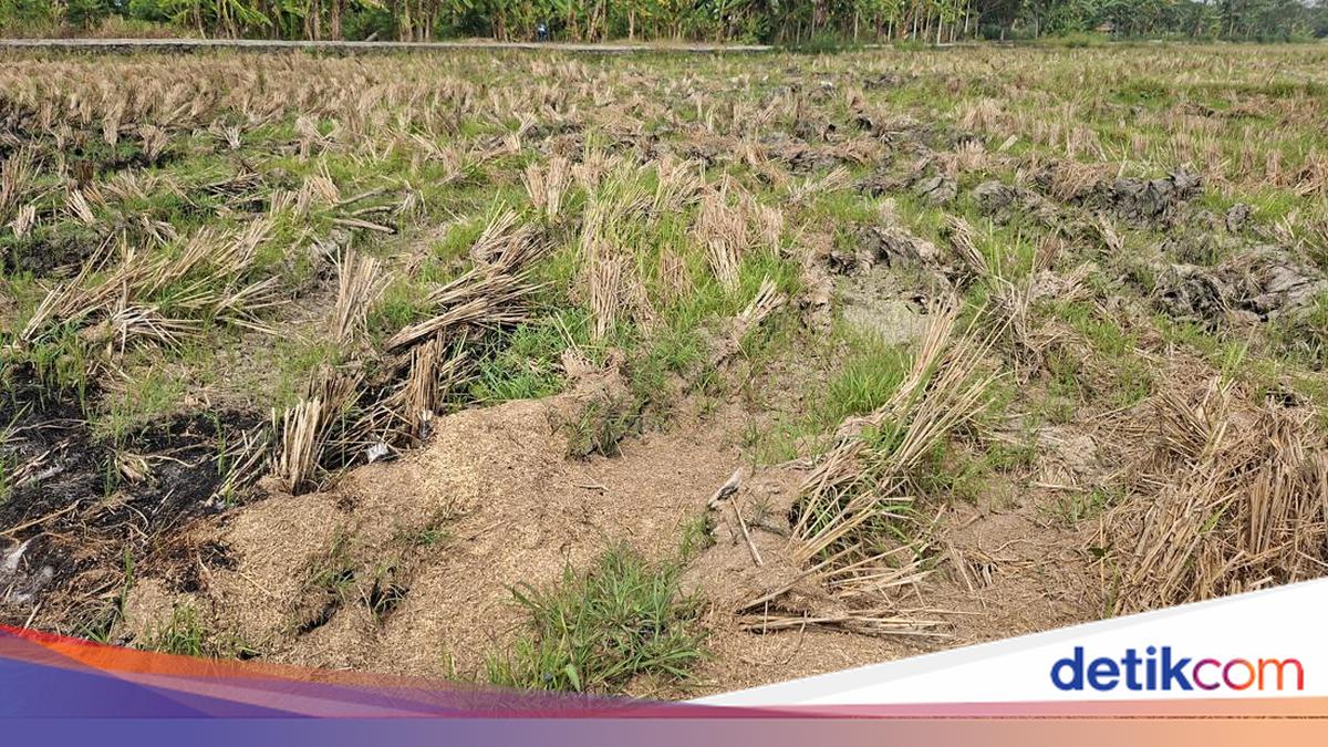 Serang Farmers Switch to Cucumbers as Dry Spell Halts Rice Planting
