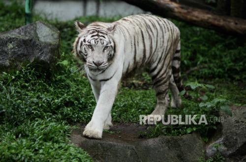 Chronology of Semarang Zoo White Tiger's Death According to Central Java BKSDA