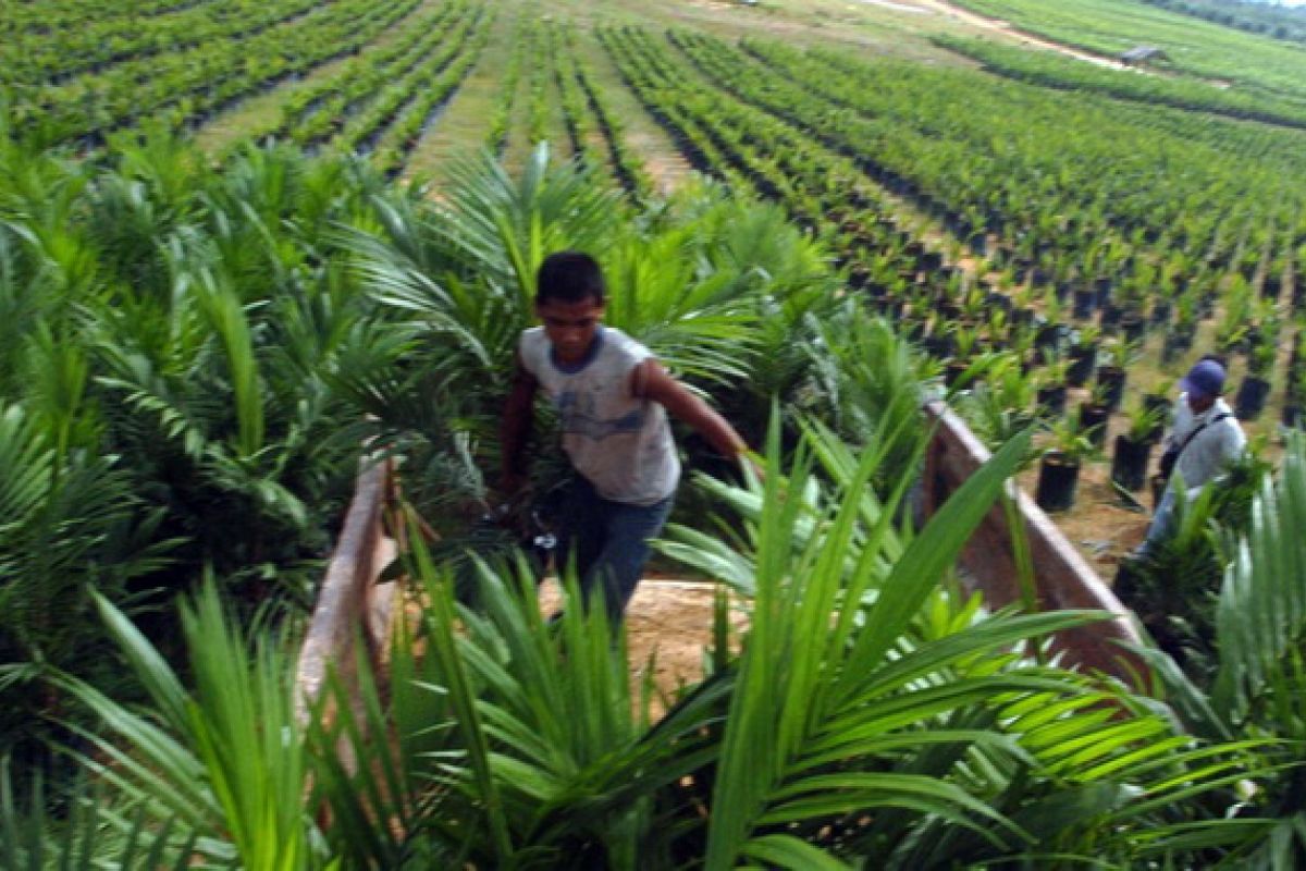 Lamandau Regency and Agrinas to Optimise Land Management