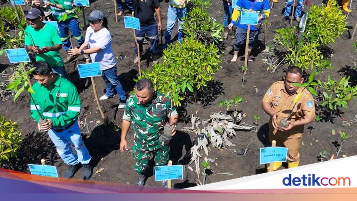 NHM Plants Mangroves, Strengthens ESG Commitment in North Halmahera