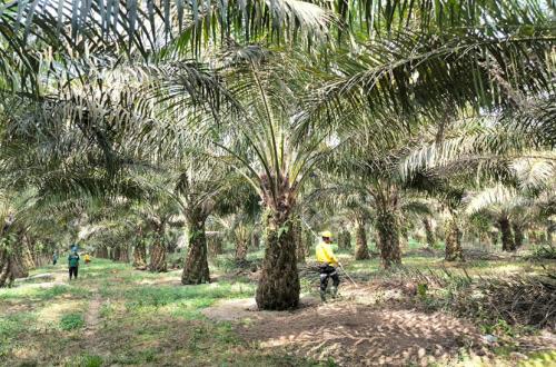 BPDP Highlights Sustainability as Key to Palm Oil Industry's Future