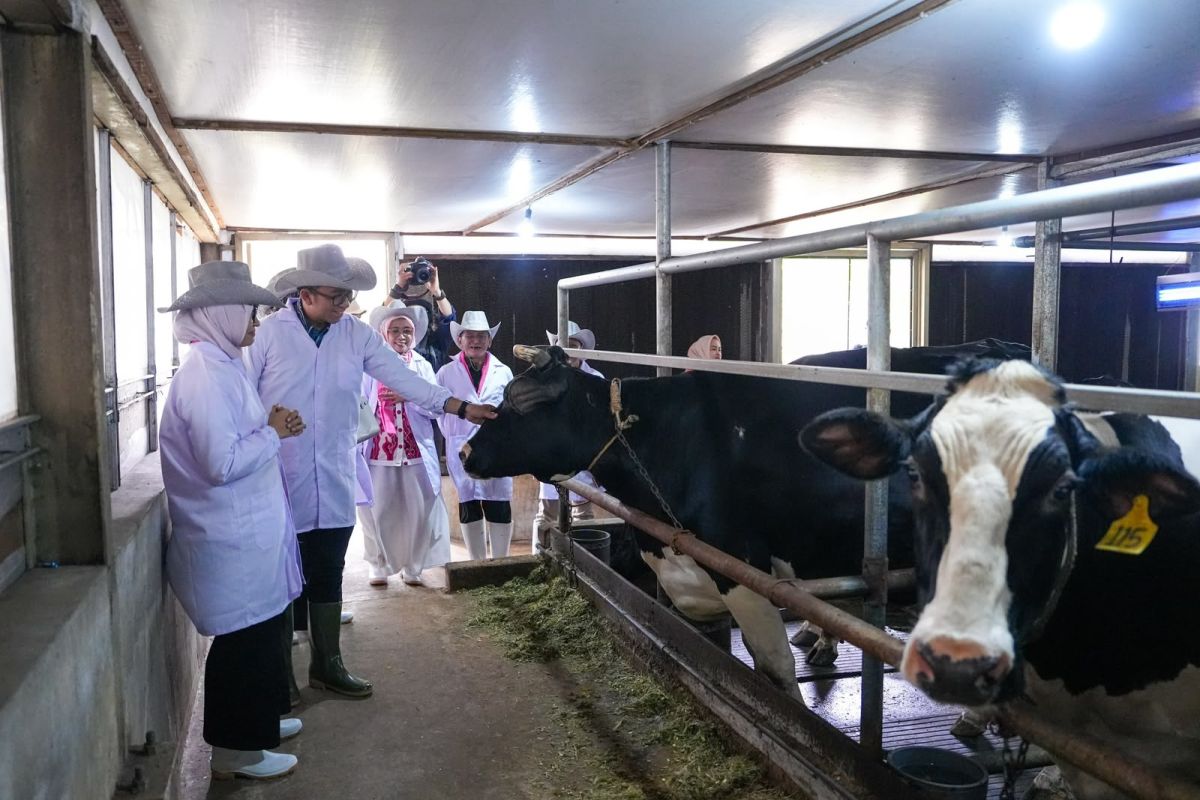 Government Prepares Integration of Dairy Cooperatives into Free Nutritious Meal Supply Chain