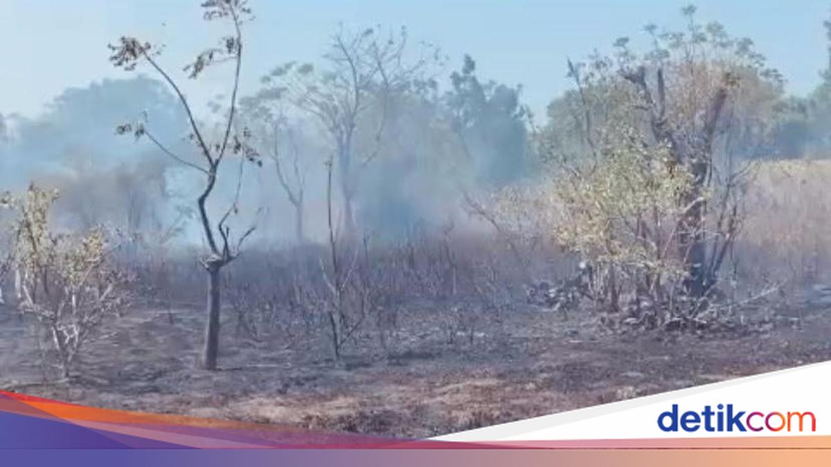Land Fires Scorch Five Hectares Across Two Locations in Karangasem in a Single Day