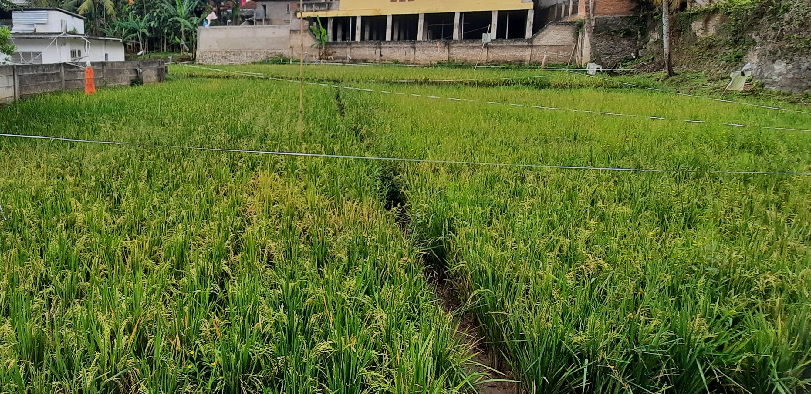 Bank Indonesia West Java Encourages Organic Rice Development