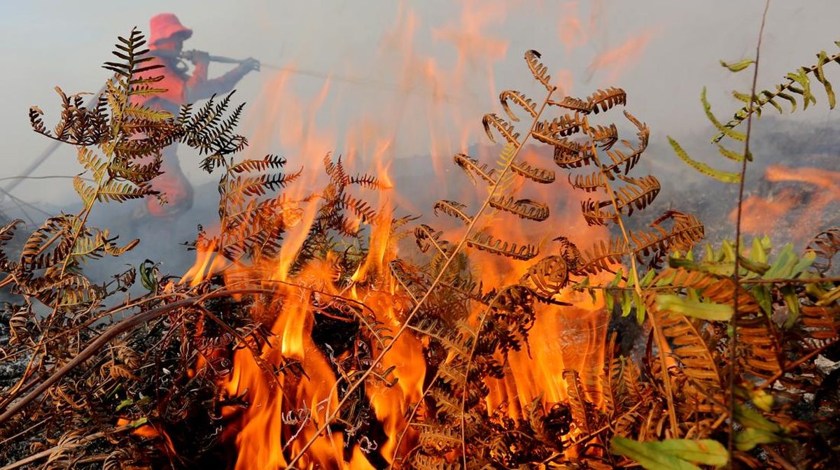Forest and Land Fires Hit Mount Anjing in Bandung Regency