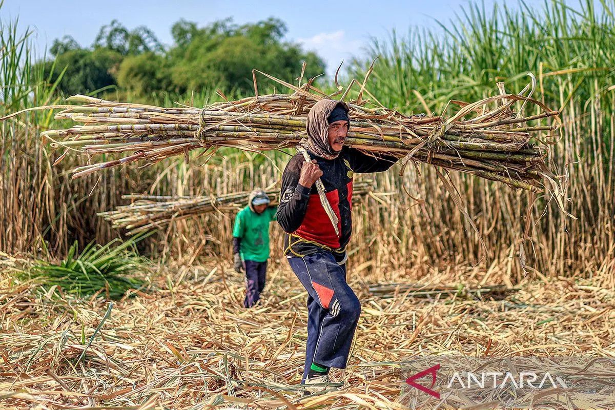APTRI supports requirement for refineries to develop their own sugarcane plantations