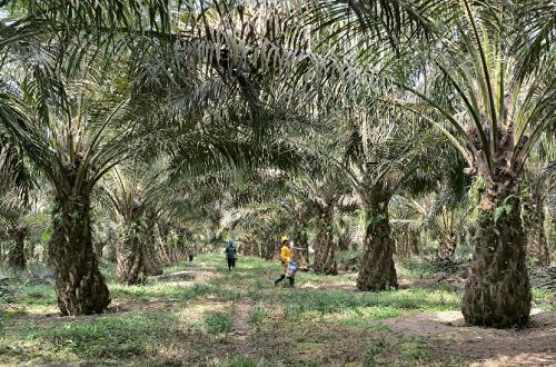 Will Indonesian Palm Oil Remain Competitive in Global Markets? These are the Requirements