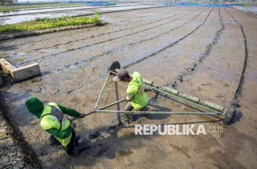 Cirebon Farmers Begin Implementing PM-AAS Rice Planting System