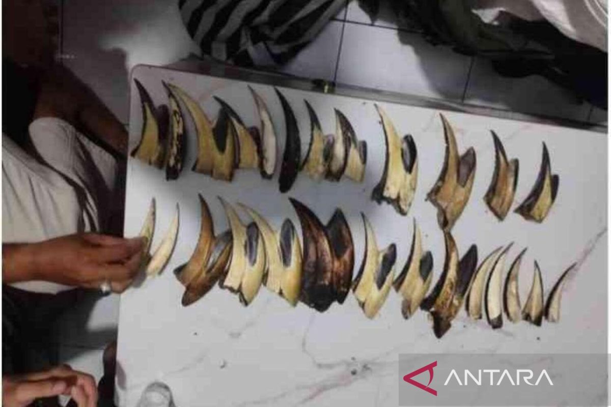 Ministry of Forestry apprehends pangolin scale and hornbill beak traffickers in Padang