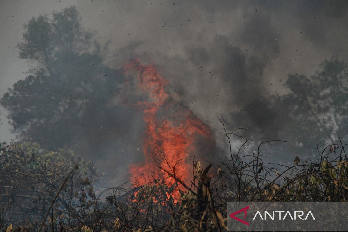 BNPB ensures coordinated action for Central Kalimantan wildfires