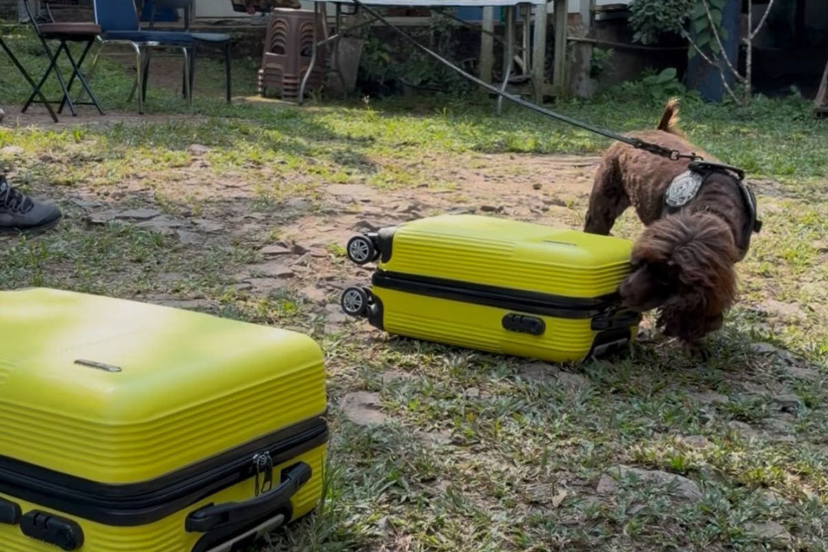 Sniffing Dogs Light the Lantern of Conservation in Lampung