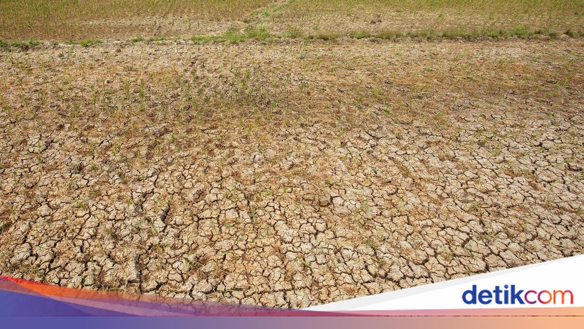 Lebak Regency Declares Two-Week Drought Emergency Alert