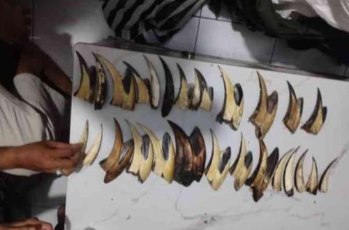 Dismantling Wildlife Trade Chains: Ministry of Forestry Arrests Pangolin Scale Trafficker in Padang