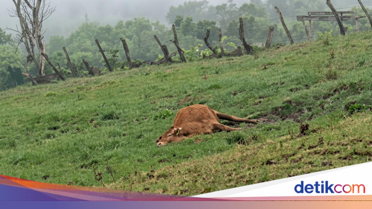 Update: 77 Cattle Dead Suspected of Hypothermia Due to Extreme Weather in TTS