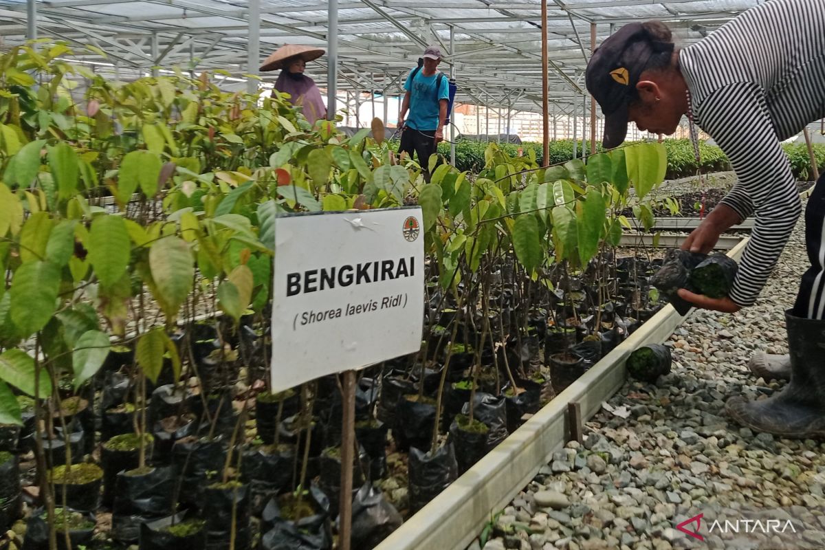 Indonesia expands national nursery network to boost seedling supply