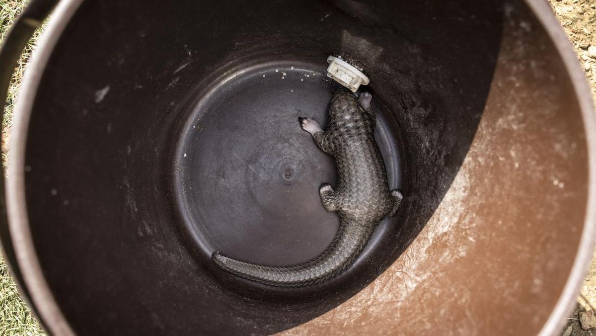 Trader of Pangolin Scales and Hornbill Beaks in Padang Named Suspect