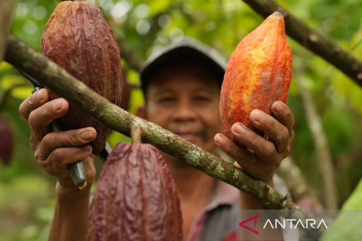 Ministry of Trade: Bad Weather and El Nino Trigger Cocoa Price Surge