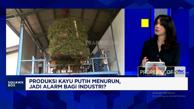 Warning: The Negative Impacts of Indonesia's Declining Cajuput Oil Production