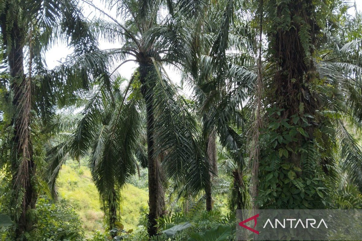 Central Bengkulu Regency Proposes 212 Hectares for Palm Oil Replanting Programme
