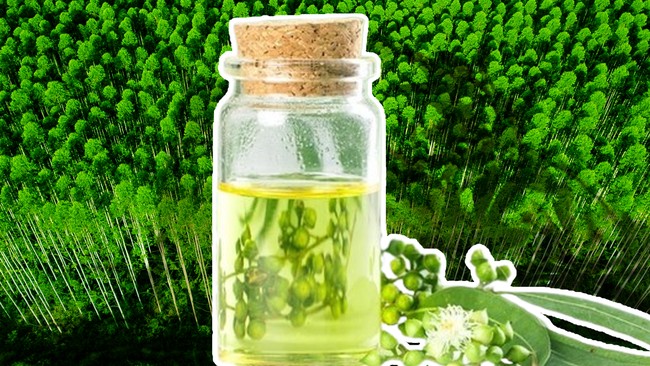 Viral Claim That Mixing Eucalyptus Oil with Petrol Can Save Fuel: Is It True?