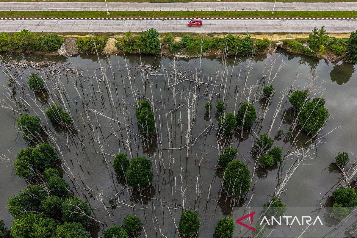 Mangrove Diplomacy: From Natural Wealth to Global Leadership