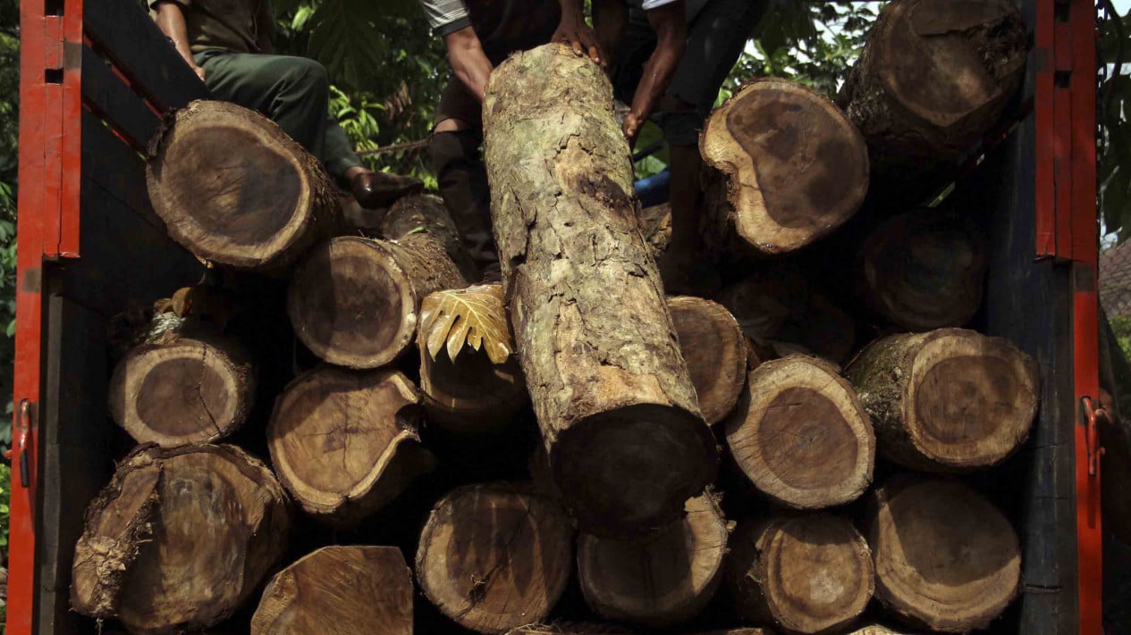 Ministry of Forestry Hands Over Illegal Logging Suspect in Solok; 152 Logs and 3 Heavy Machines Seized