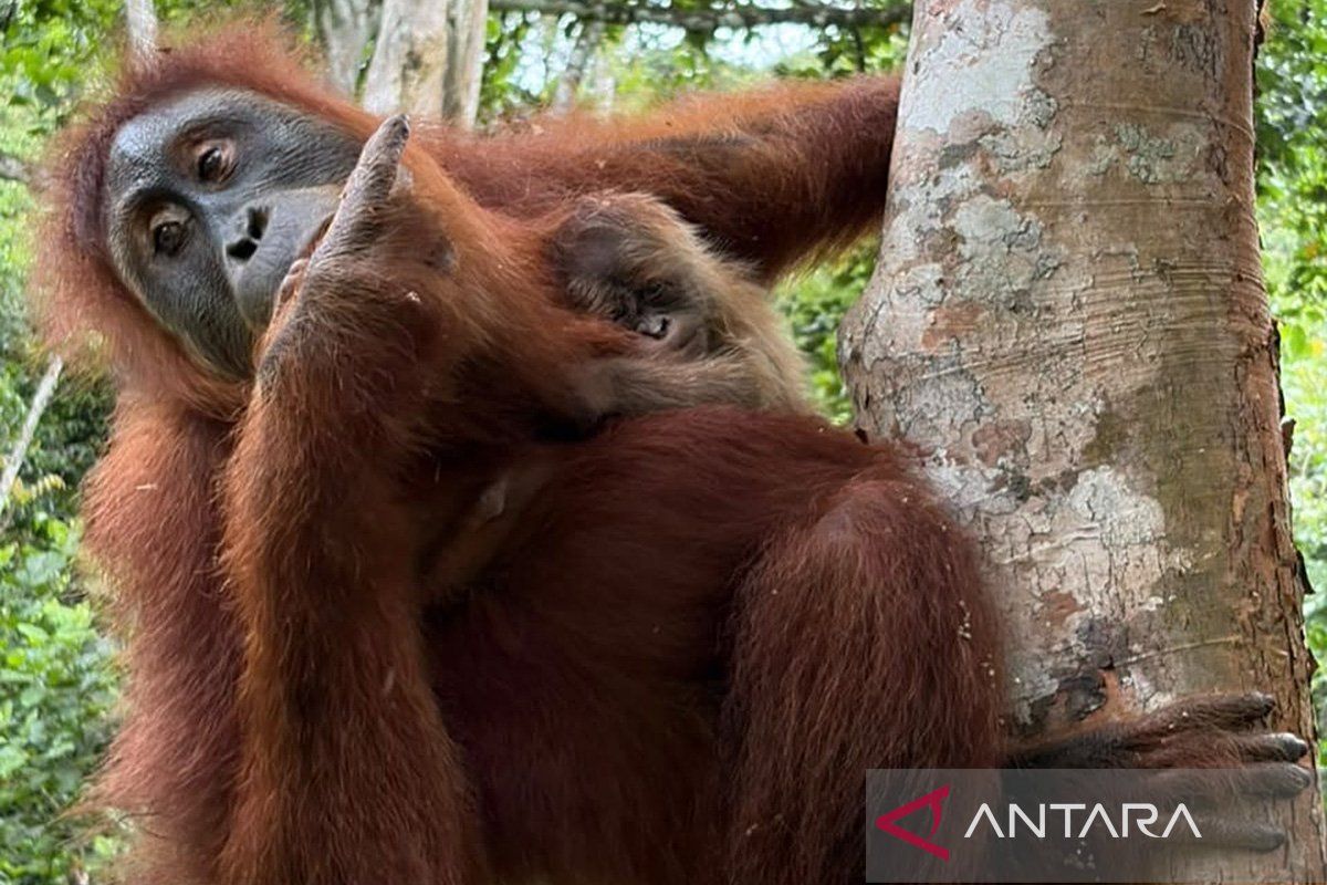 Ahead of Indonesian Independence Day, Ministry of Forestry Announces Birth of Baby Orangutan in Jantho Nature Reserve