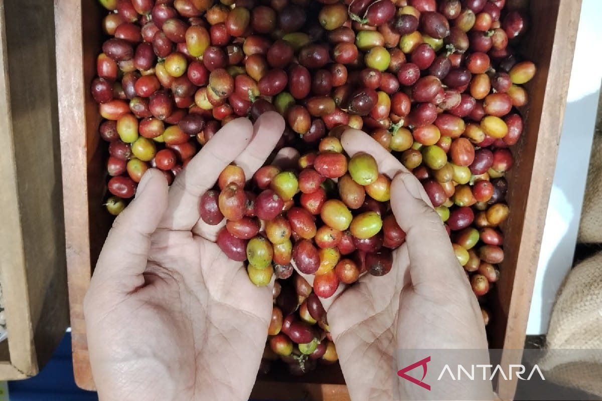 Govt aids disaster-hit coffee enterprises in expanding market access