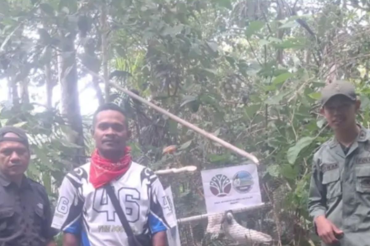 Maluku Natural Resources Conservation Agency Releases Two Sulphur-Crested Cockatoos into Karangguli Customary Forest