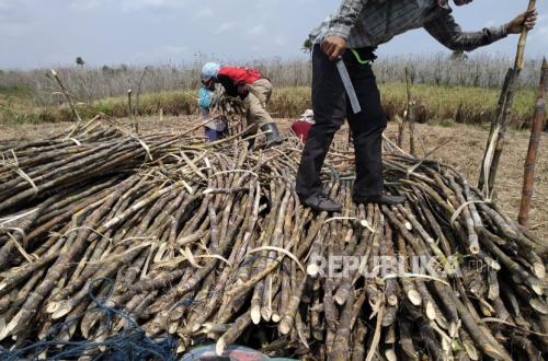 Driving National Sugar Self-Sufficiency, GULA Emphasises Importance of Superior Seeds and Increased Sugarcane Rendement