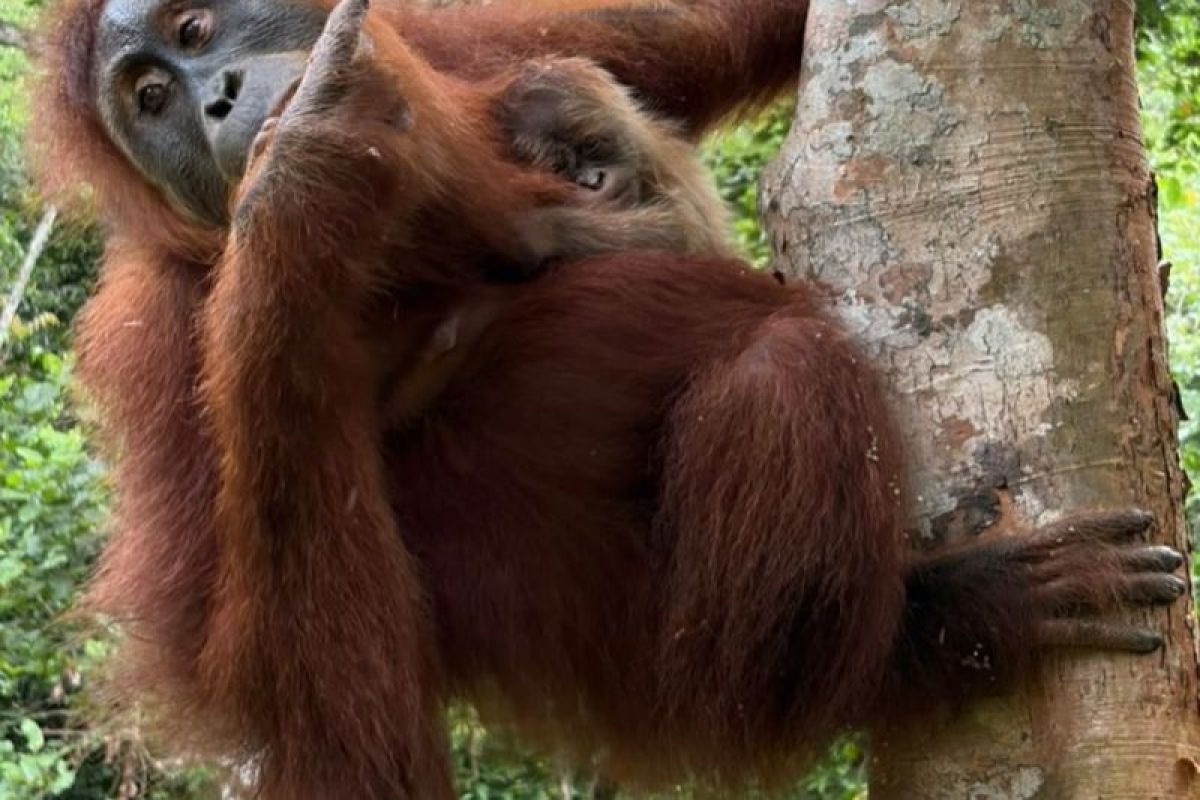 Baby orangutan born in Aceh conservation center