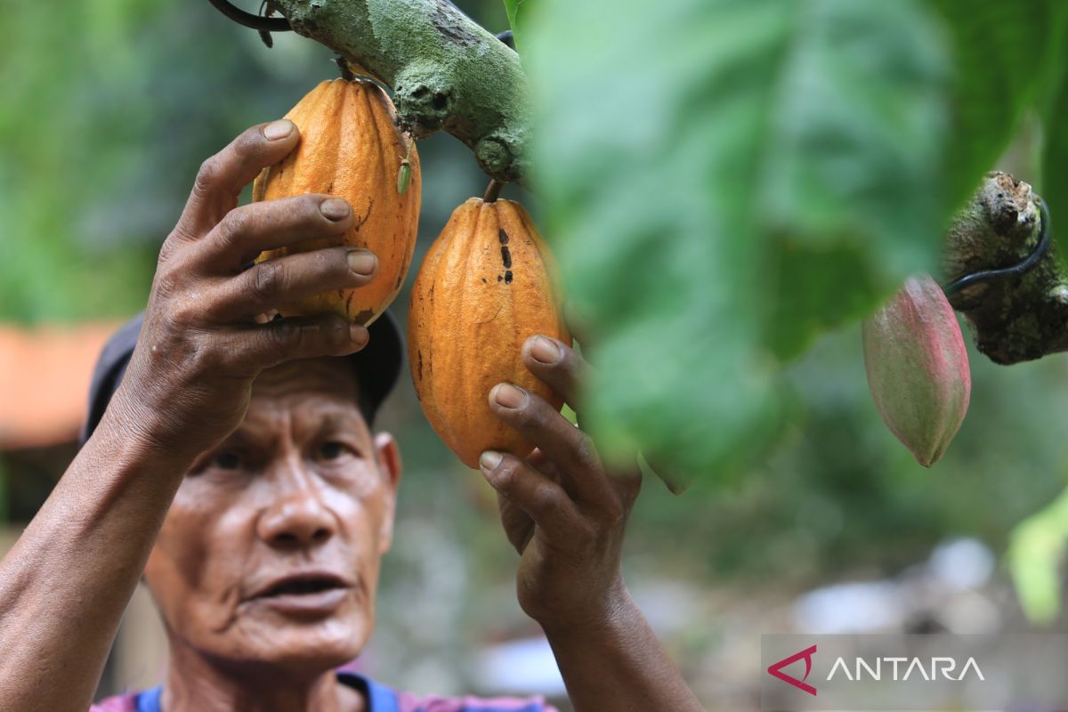 Indonesia raises cocoa export benchmark on supply crunch - ANTARA News