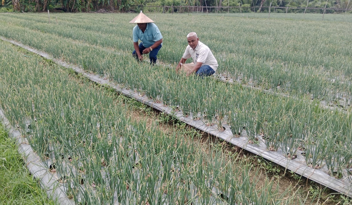 Shallot Prices Drop, Farmers in Pidie, Aceh Choose to Delay Harvest