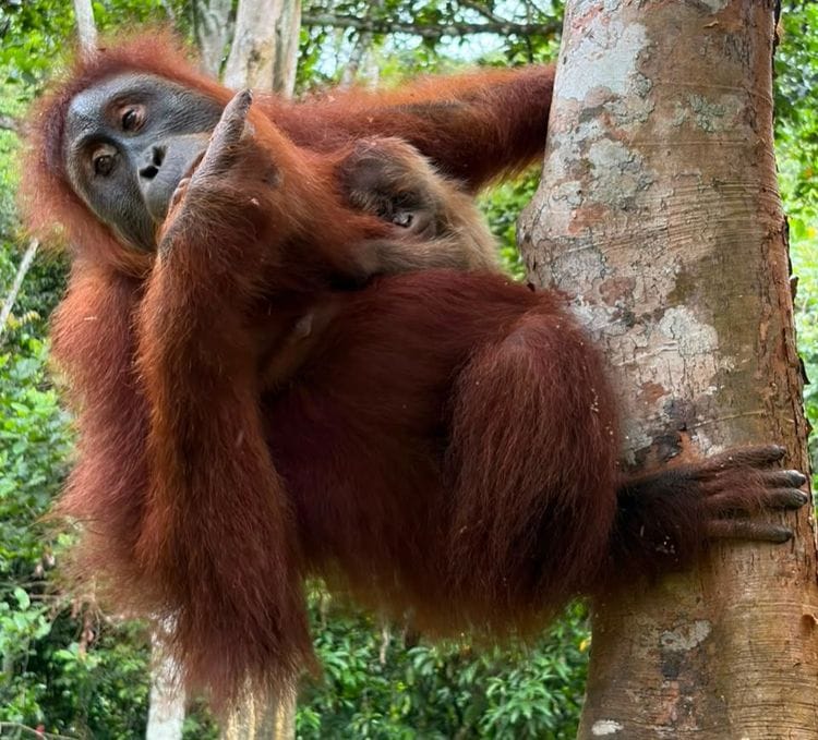 Sumatran Orangutan Baby Born in Jantho Nature Reserve, Aceh Besar