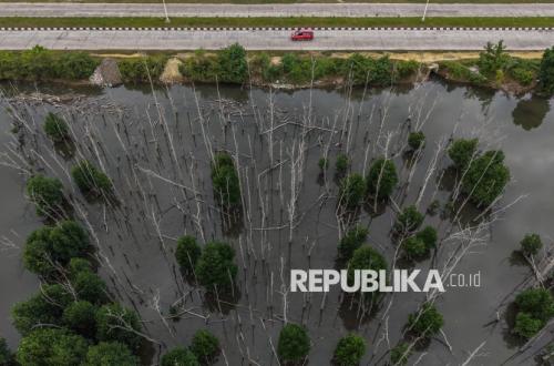 IKN to Serve as Pilot Project for M4CR Mangrove Rehabilitation Programme