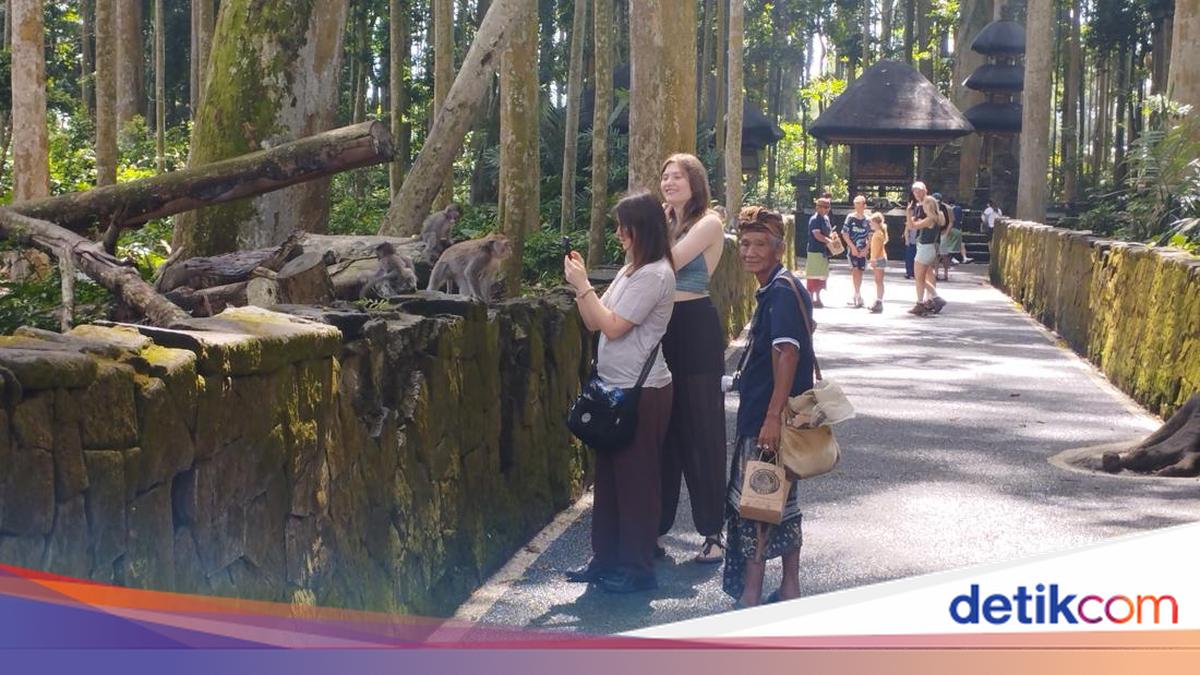Monkey Feeding Attraction Boosts Tourist Numbers