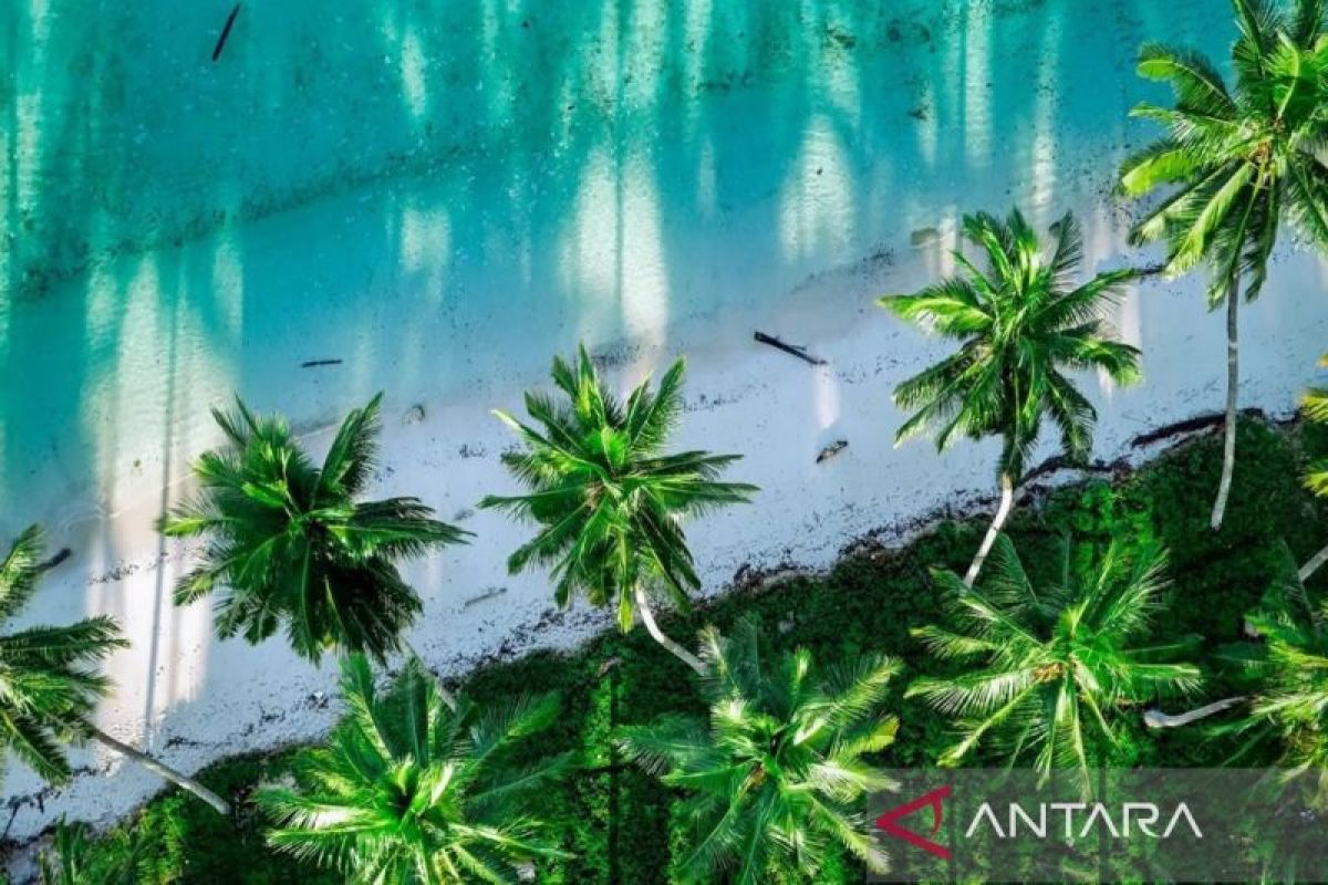 Potential of deep coconut commodities in Berau promises investment climate