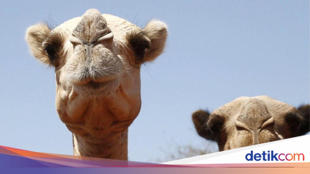 The Perils of Extreme Heat in Africa: Even Camels are Suffering