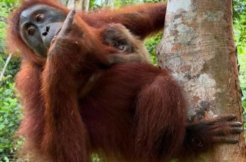Orangutan Wenda Gives Birth to Female Infant After 12 Years of Reintroduction