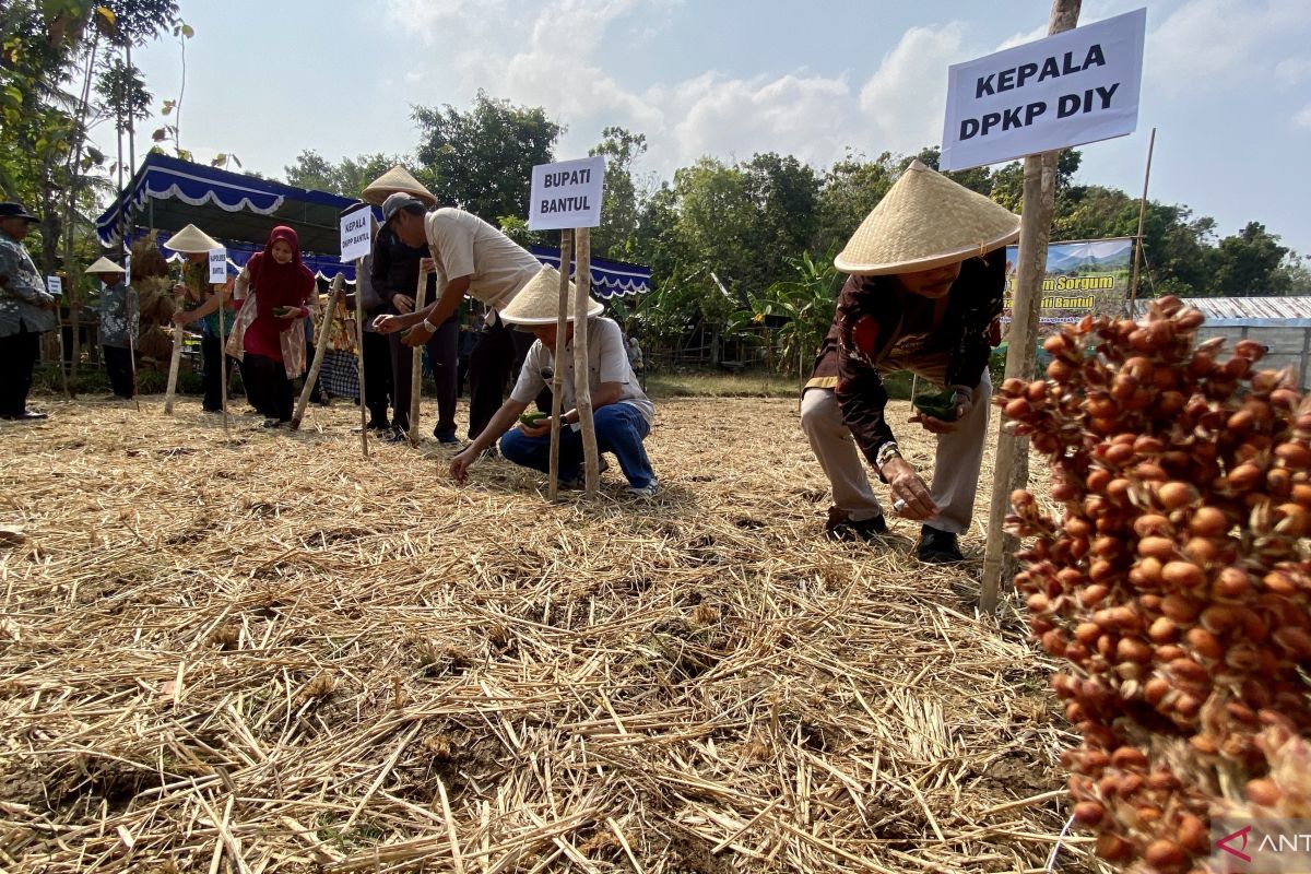 Bantul Regency intensifies sorghum cultivation as alternative to rice