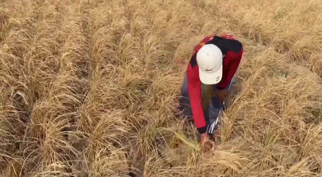 Rice Crops in Majalengka Fail to Harvest and Burn During Dry Season