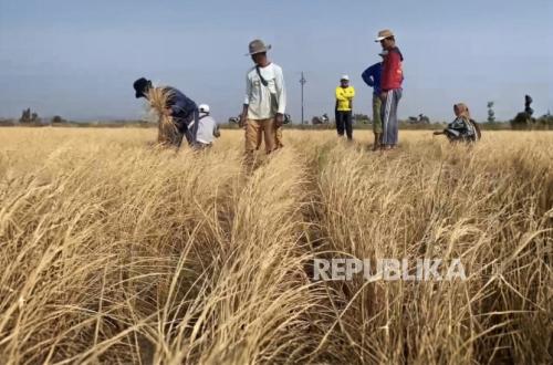 Hundreds of Hectares of Rice Fields in Majalengka Suffer Crop Failure and Burn Due to Drought