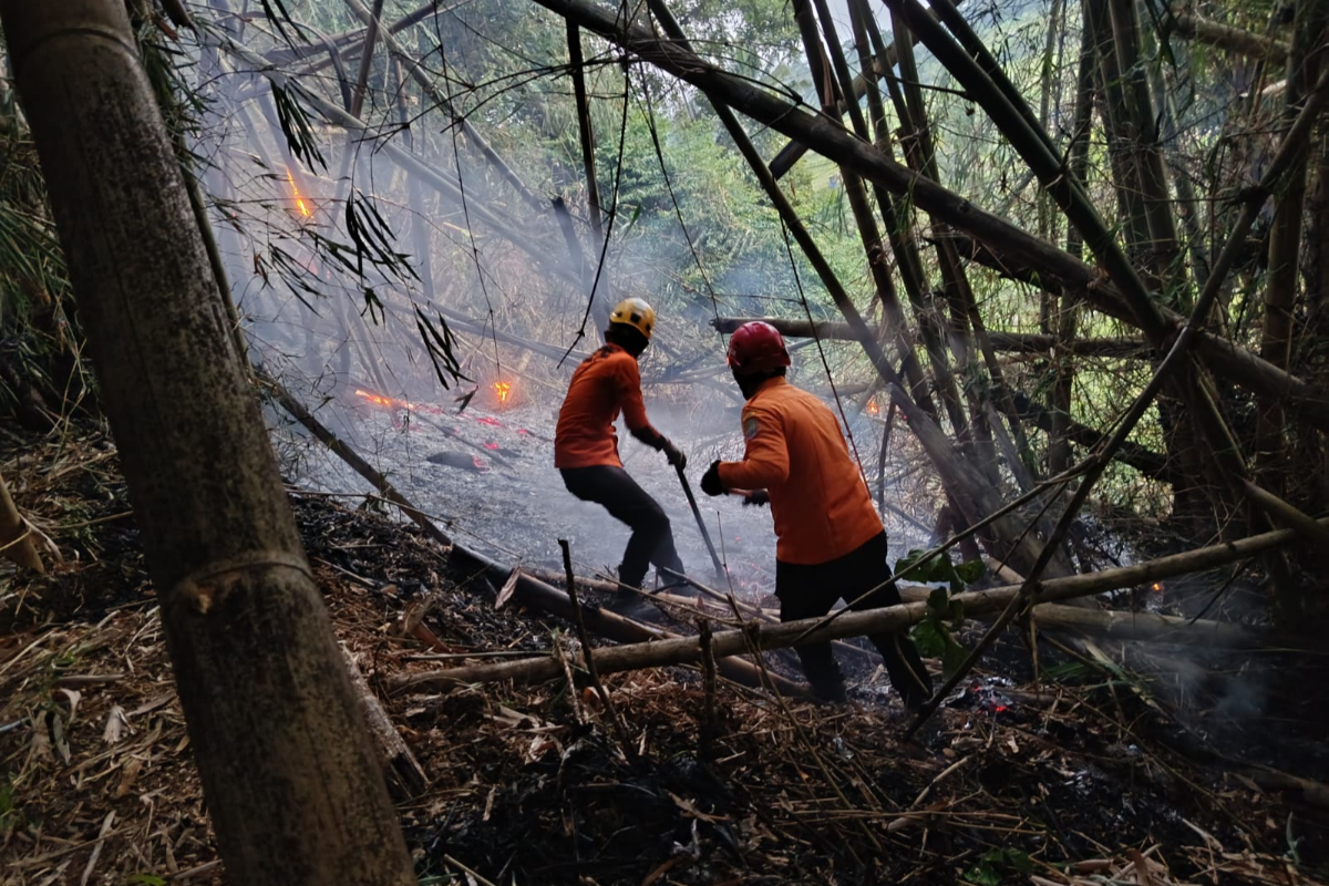 Prolonged Dry Season Triggers Bamboo Forest Fire in Ciamis, Suspected to be Caused by Cigarette Butts