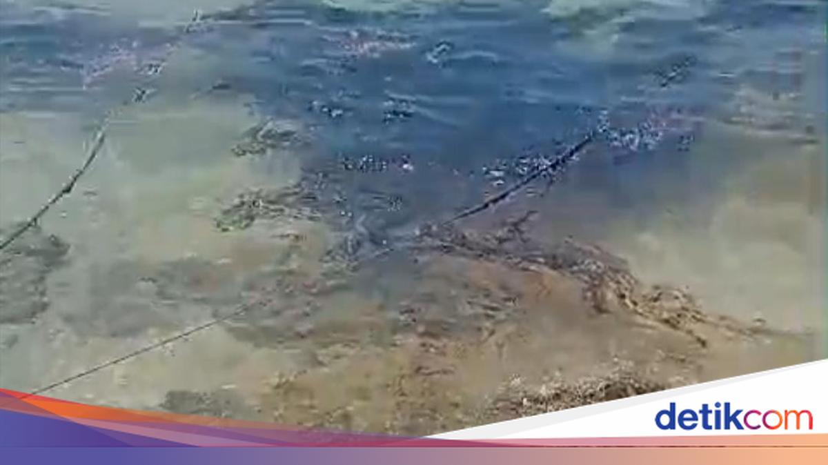 Oil Spill in Semau Waters Reaches 6 Tonnes