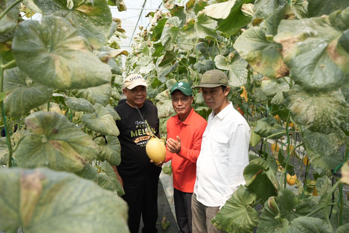 Sumberharjo Village-Owned Enterprise Successfully Cultivates Premium Melons