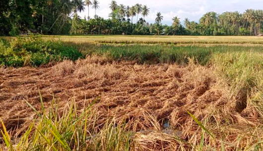Brown Planthopper Pest Attacks Rice Fields in Pidie, Aceh Ahead of Harvest Season