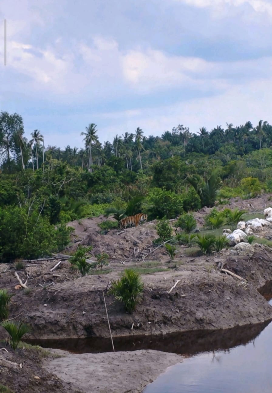 Riau BBKSDA Installs Tiger Traps in Pulau Burung